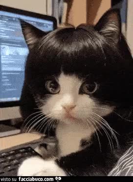gif animata