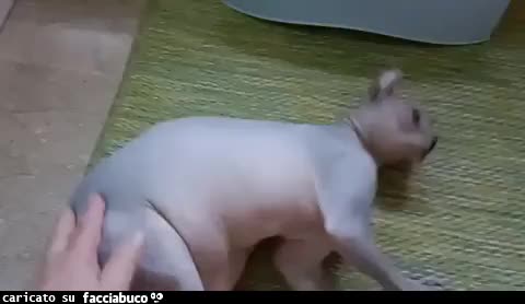 Gif Animata