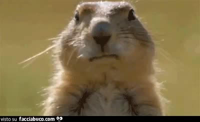 gif animata