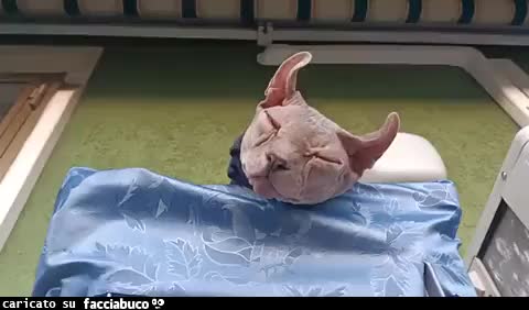 Gif Animata