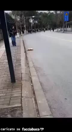 Gif Animata