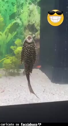 Gif Animata