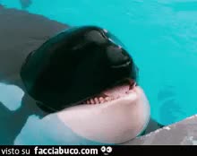 gif animata
