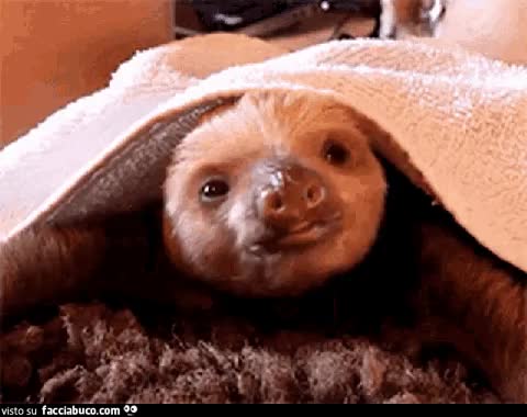 gif animata