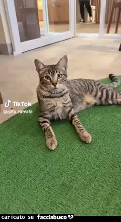 gif animata