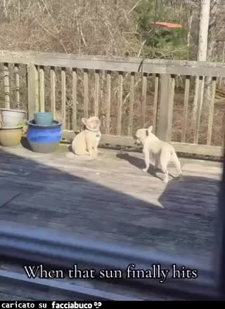 gif animata