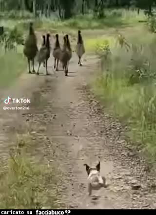 Gif Animata