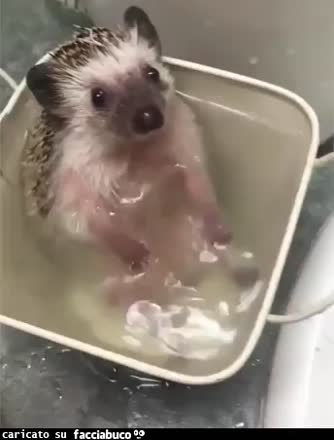 gif animata