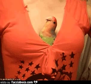 gif animata