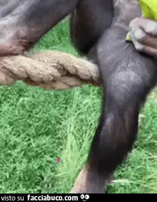 gif animata