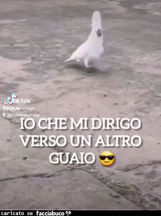 Io che mi dirigo verso un altro guaio pappagallo