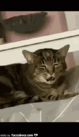 gif animata