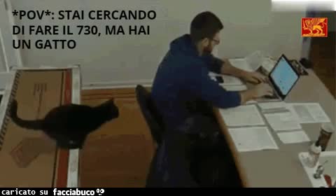 Stai cercando di lavorare, ma hai un gatto