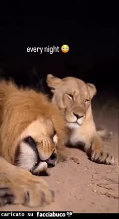 Leone