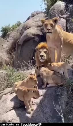 Gif Animata