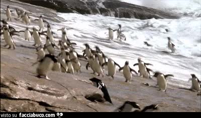 gif animata