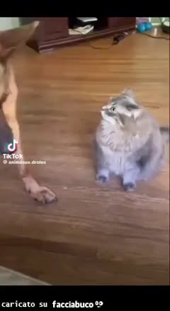 Gif Animata
