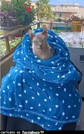 Gif Animata