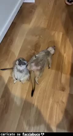 Gif Animata
