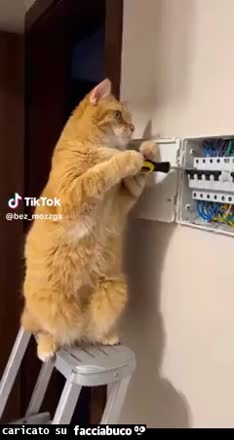 gif animata
