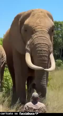 Gif Animata