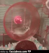 gif animata