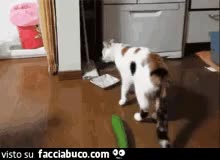 gif animata