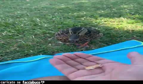 Gif Animata