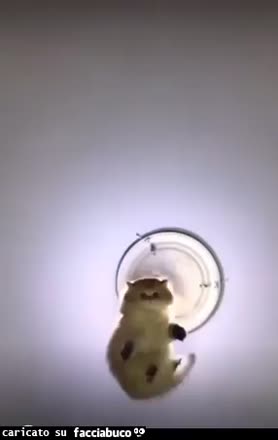 gif animata