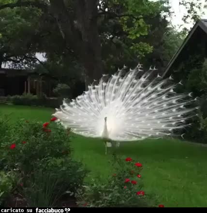 gif animata