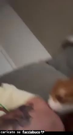 Gif Animata