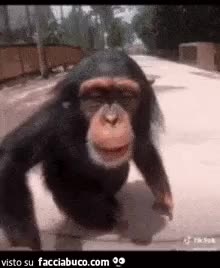 gif animata