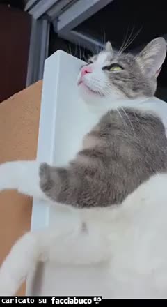 Gif Animata