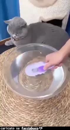 Gif Animata
