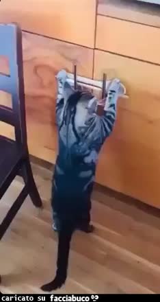 Gif Animata