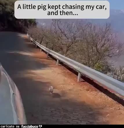Gif Animata