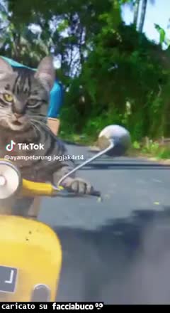 gif animata