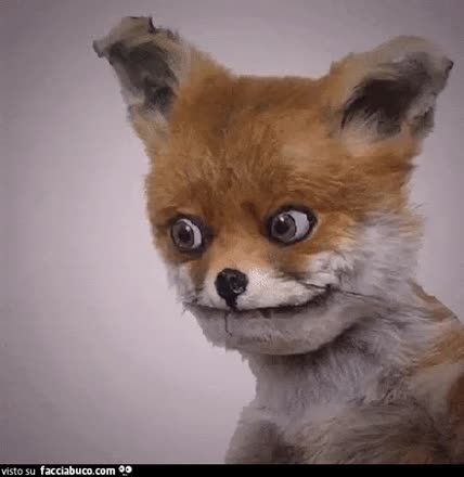 gif animata