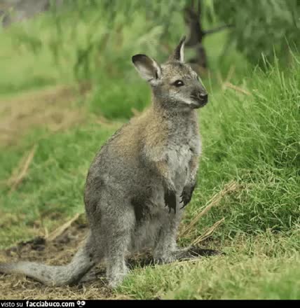 gif animata