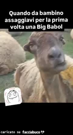 Gif Animata