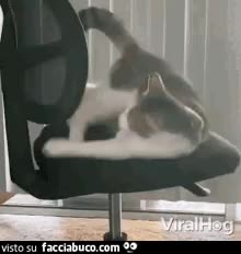 gif animata
