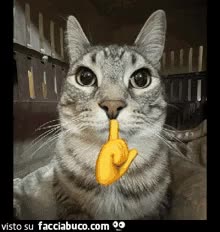gif animata