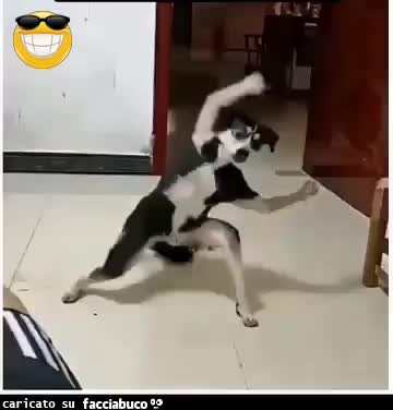 Gif Animata