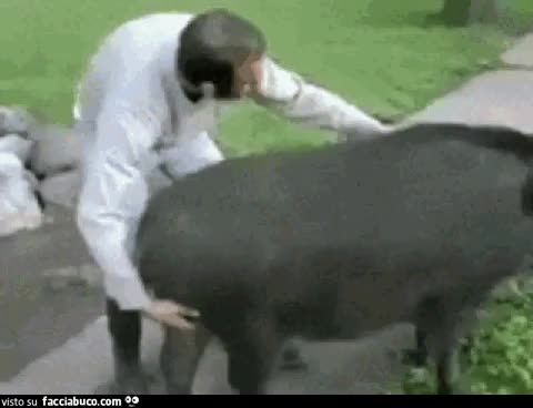 gif animata