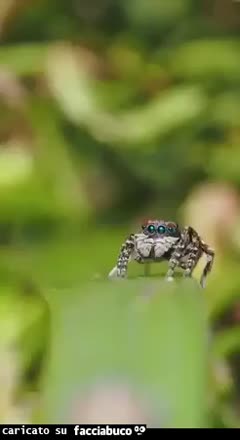 Gif Animata