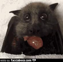 gif animata