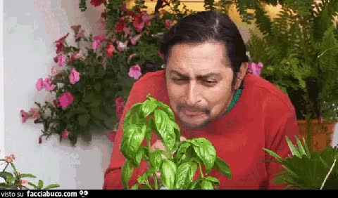 gif animata
