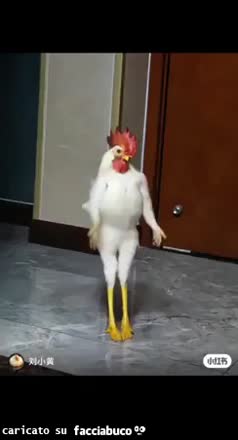 Pollo