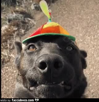 gif animata